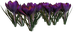 Цветы в PNG